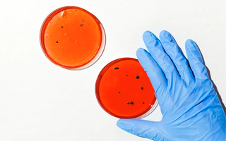 The Mystery of Oral Health: Scientific Analysis of Cell Renewal and Anti-Oral Aging